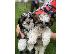 PoulaTo: ΟΜΟΡΦΕΣ ΑΝΔΡΕΣ ΚΑΙ ΓΥΝΑΙΚΕΣ SHIH TZU PUPPIES